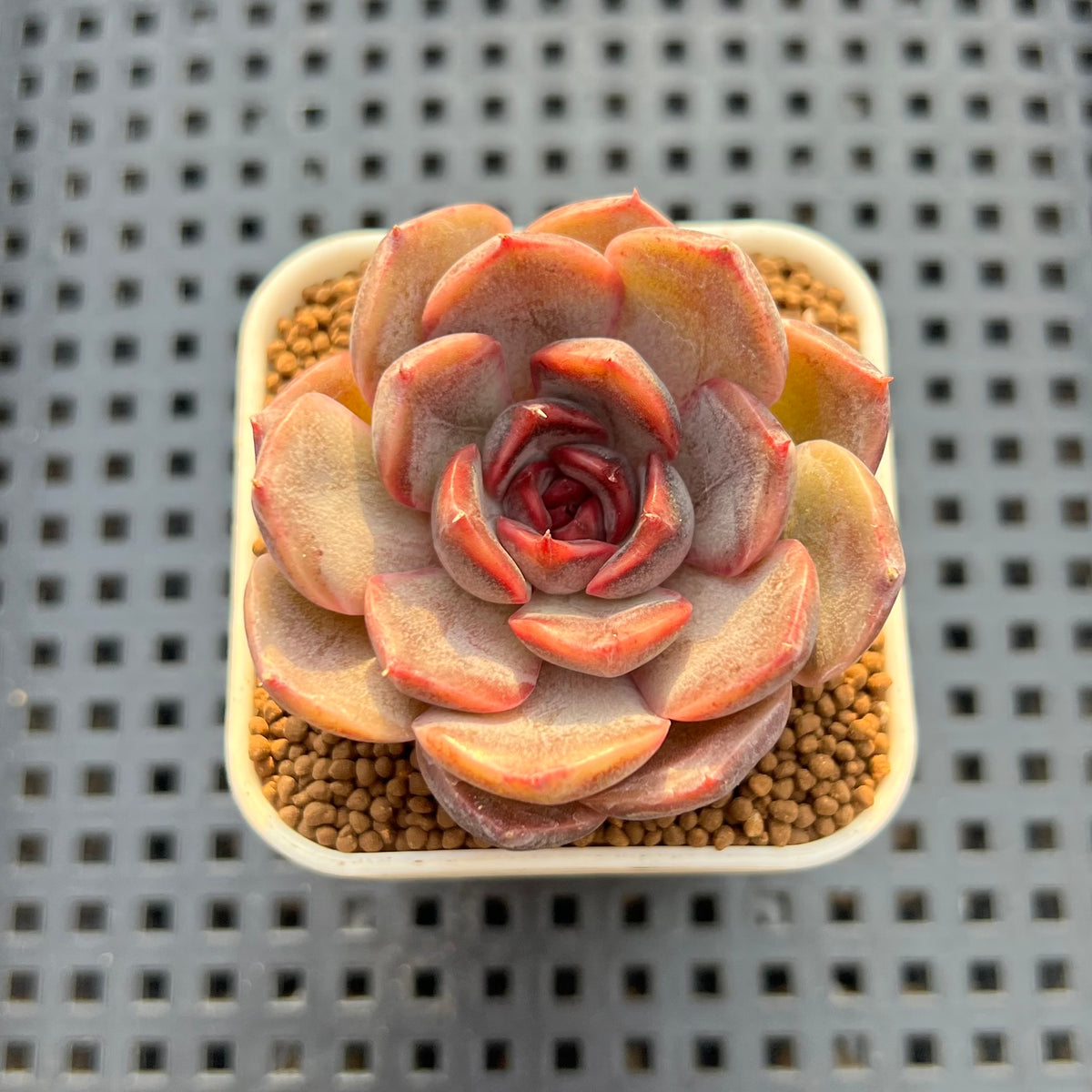 Echeveria Hybrid sp. 1"-2" Hand-Selected Clone (From Brotherly Farm) Succulent Plant Cutting