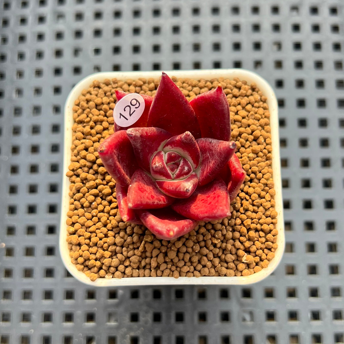 Echeveria Agavoides 'Luming' 1"-2" Succulent Plant Cutting