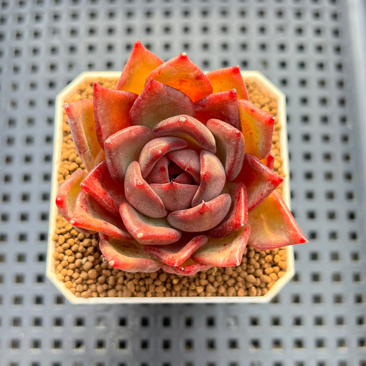 Echeveria Hybrid sp. 1"-2" Hand-Selected Clone (From Brotherly Farm) Succulent Plant Cutting