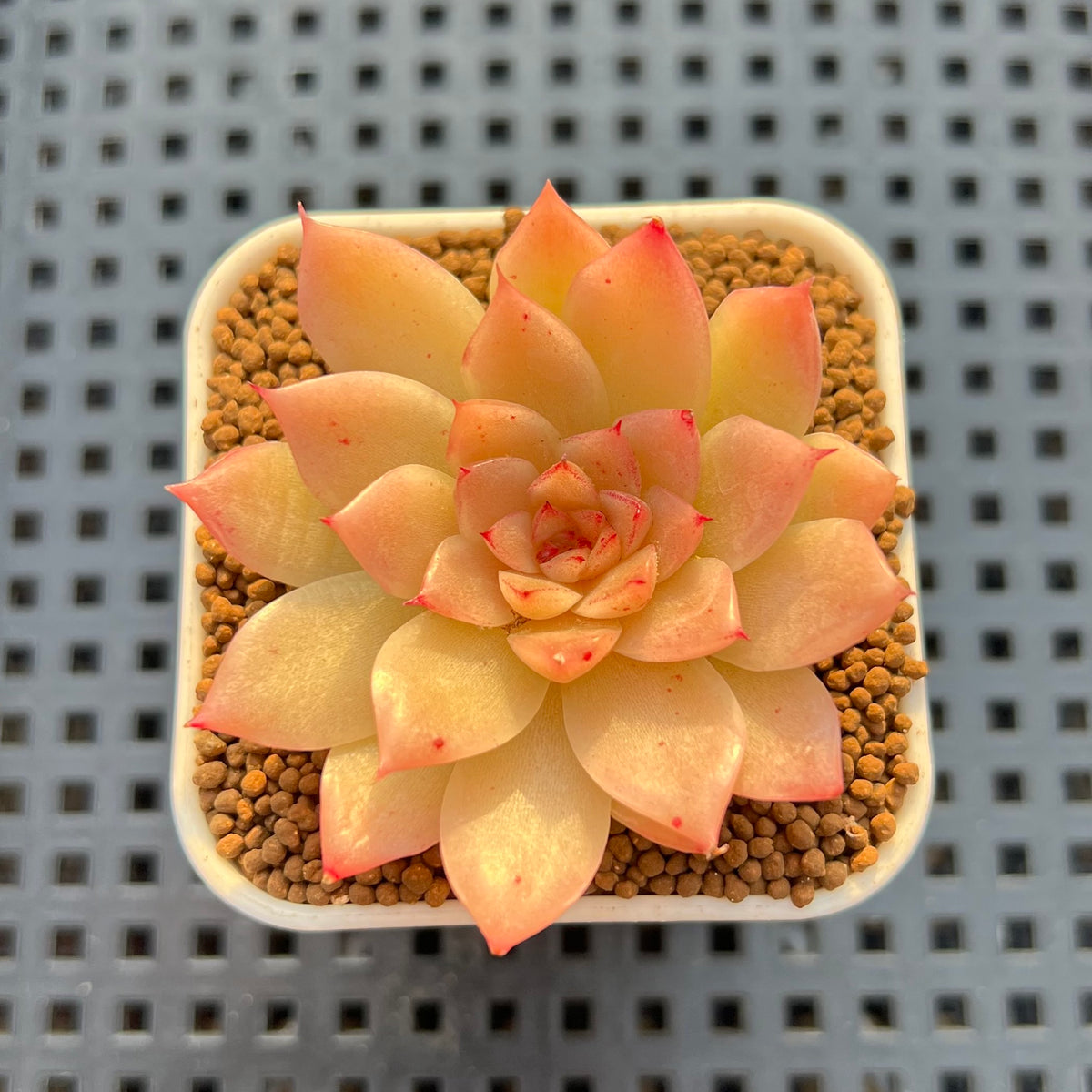 Echeveria Hybrid sp. 1"-2" Hand-Selected Clone (From Brotherly Farm) Succulent Plant Cutting