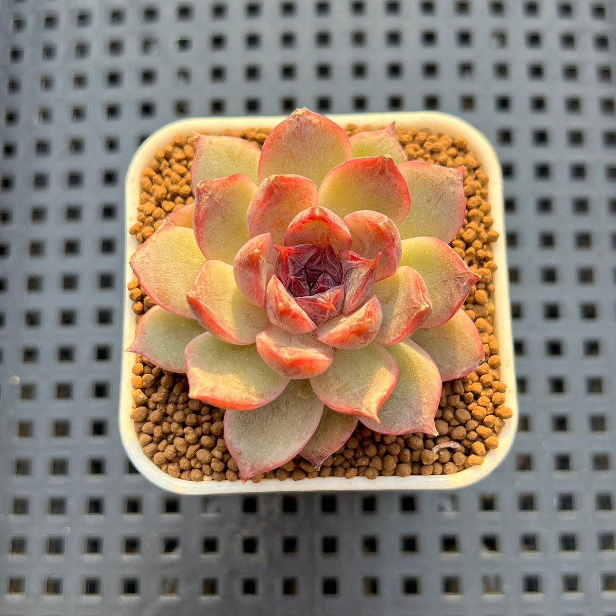 Echeveria Hybrid sp. 1"-2" Hand-Selected Clone (From Brotherly Farm) Succulent Plant Cutting