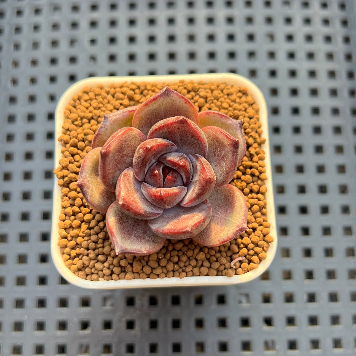 Echeveria Hybrid sp. 1"-2" Hand-Selected Clone (From Brotherly Farm) Succulent Plant Cutting