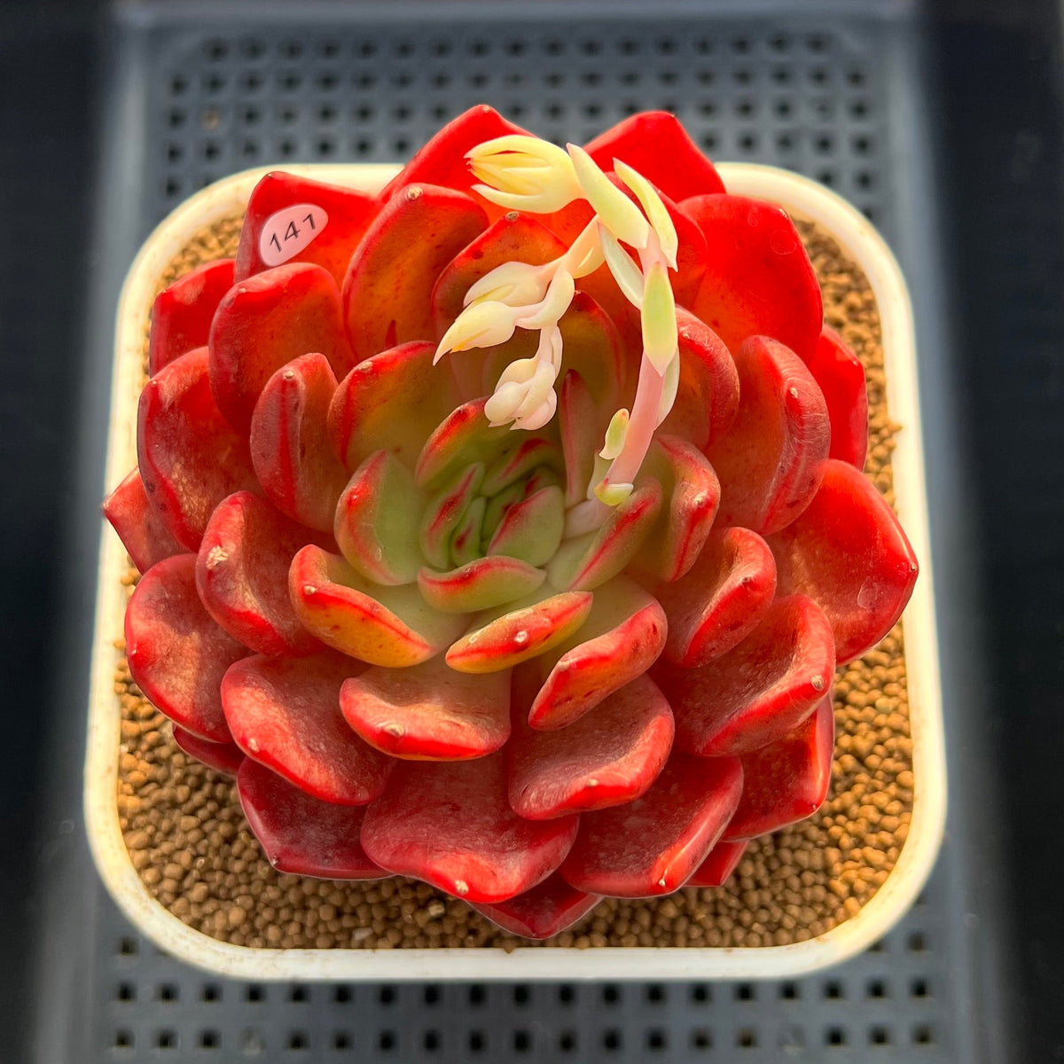 Echeveria 'Lantern' 4" Large Succulent Plant Cutting