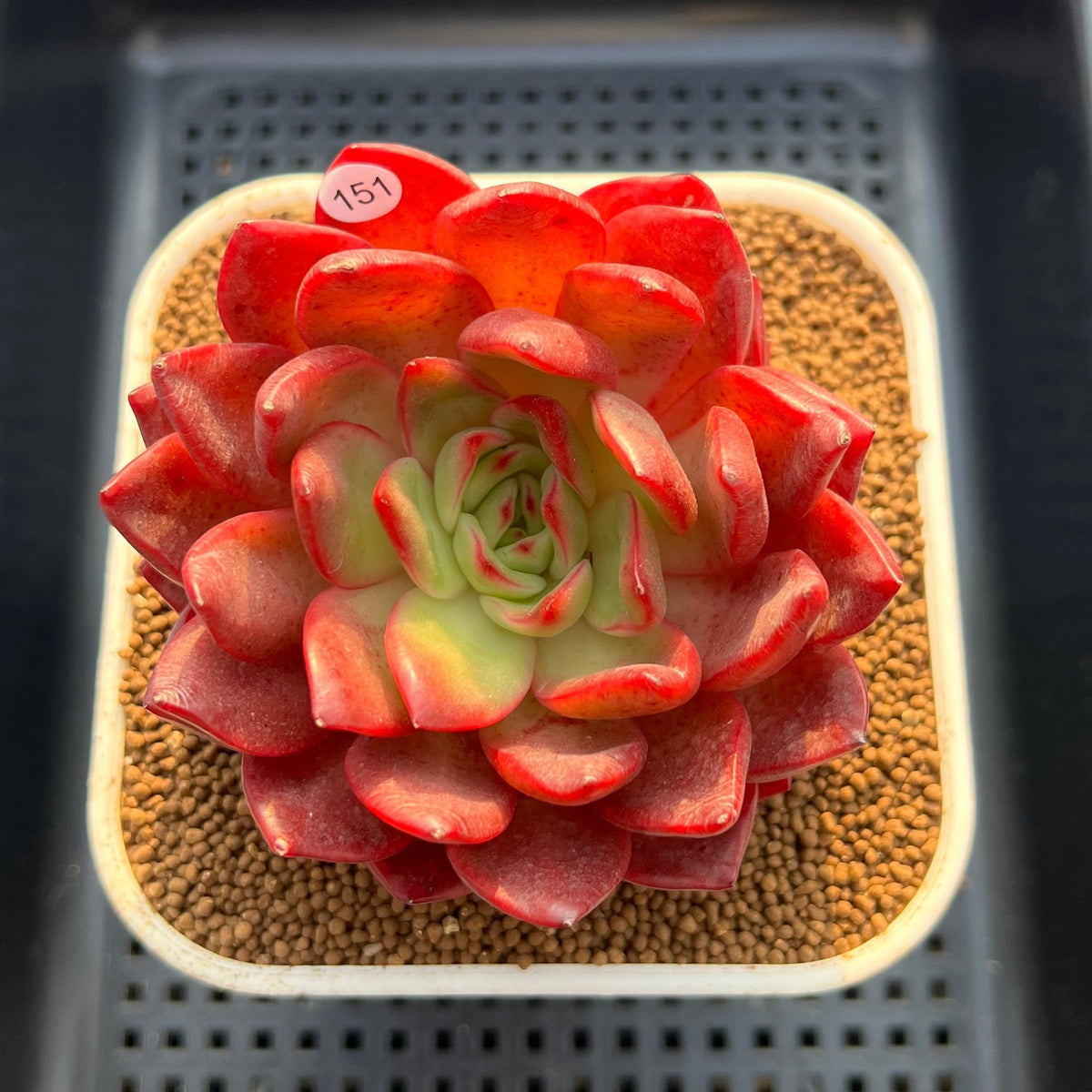 Echeveria 'Lantern' 4" Large Succulent Plant Cutting