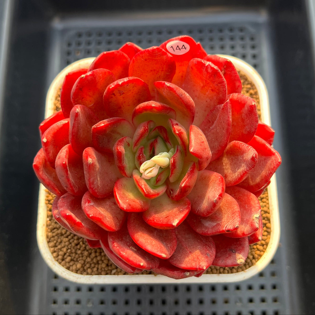 Echeveria 'Lantern' 4" Large Succulent Plant Cutting