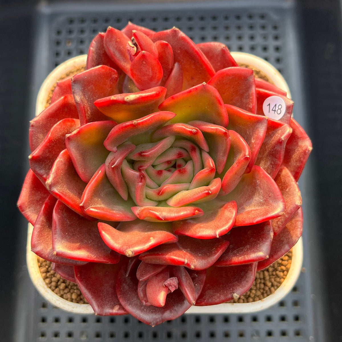 Echeveria 'Red Spider Lily' 5" Large Succulent Plant Cutting