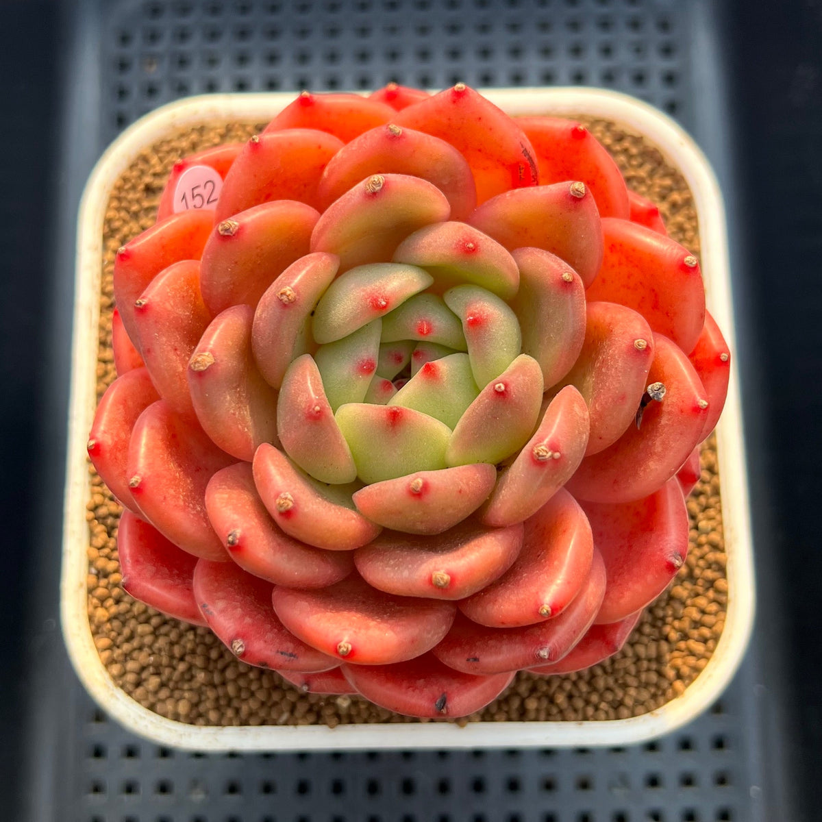 Echeveria 'The Invincible East' 3" Succulent Plant Cutting