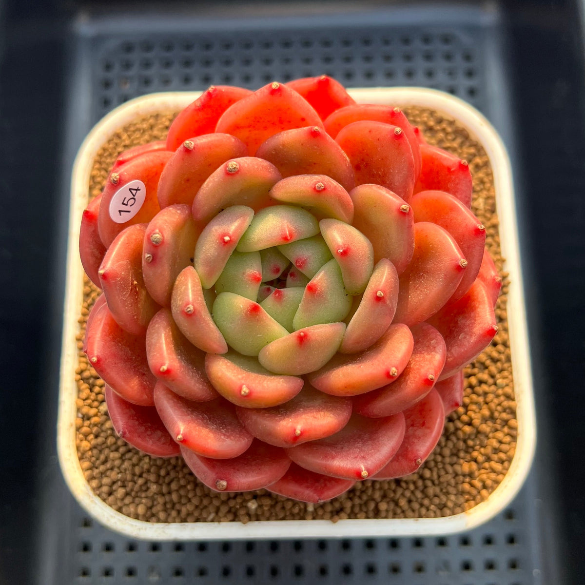Echeveria 'The Invincible East' 3" Succulent Plant Cutting