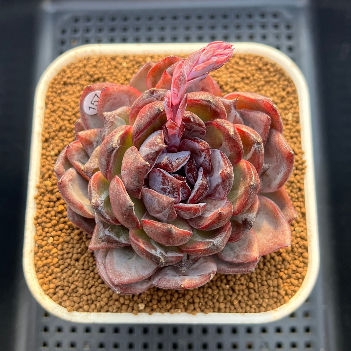 Echeveria 'Odette' Selected-Clone 3"-4" Succulent Plant Cutting