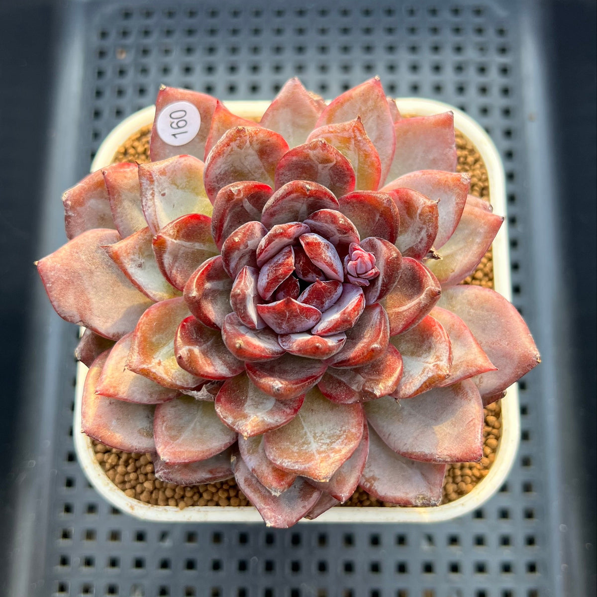Echeveria 'Odette' Selected-Clone 3"-4" Succulent Plant Cutting