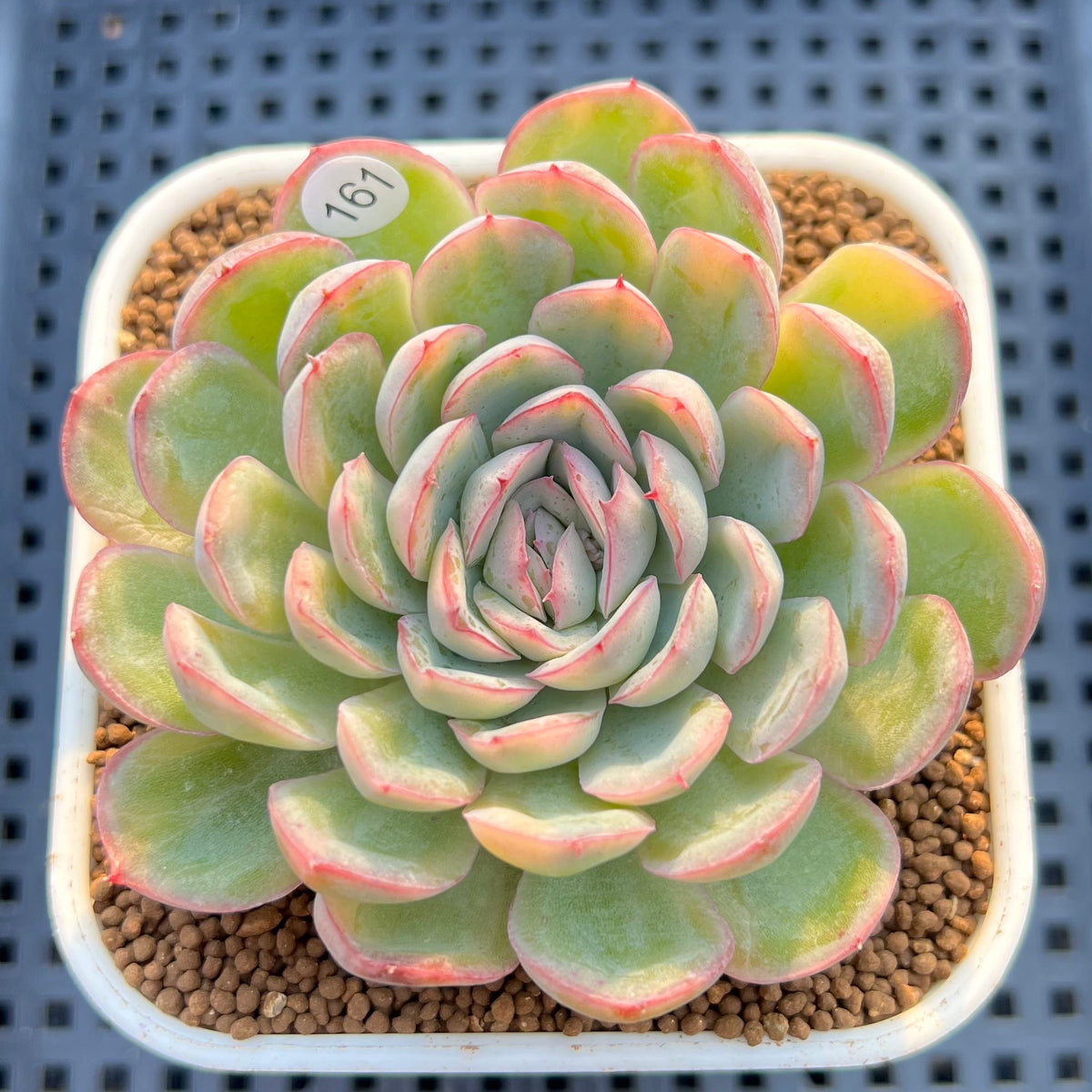 Echeveria 'Strawberry Ice' Variegated 3" Succulent Plant Cutting