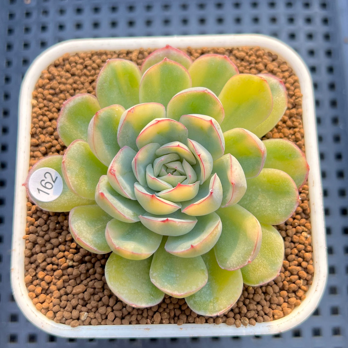 Echeveria 'Strawberry Ice' Variegated 3" Succulent Plant Cutting