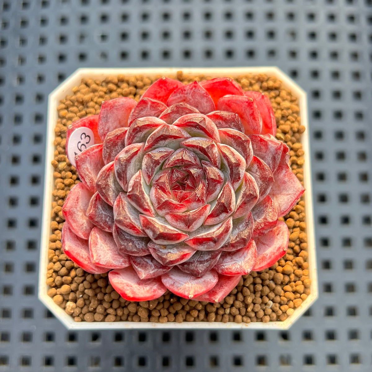 Echeveria 'Sunflower Treasure' 2" Succulent Plant Cutting