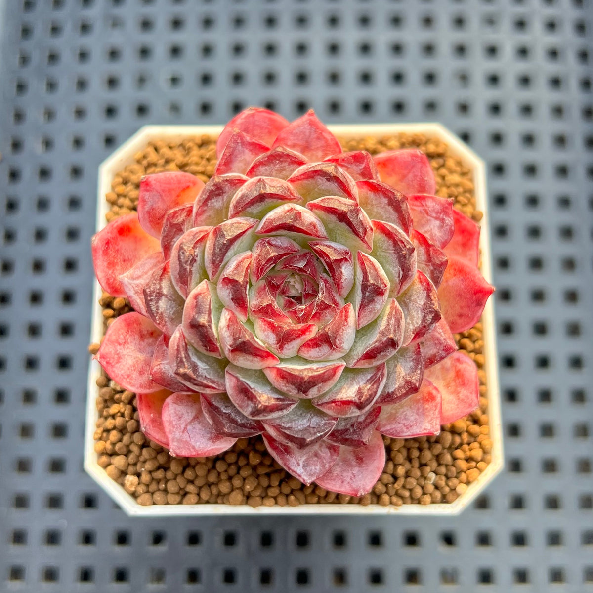 Echeveria 'Sunflower Treasure' 2" Succulent Plant Cutting