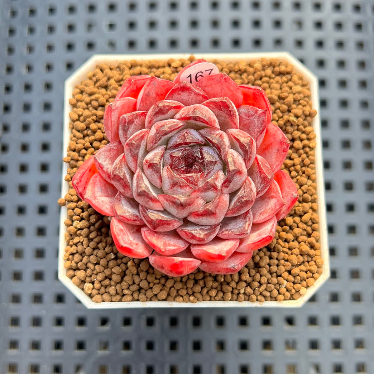 Echeveria 'Sunflower Treasure' 2" Succulent Plant Cutting