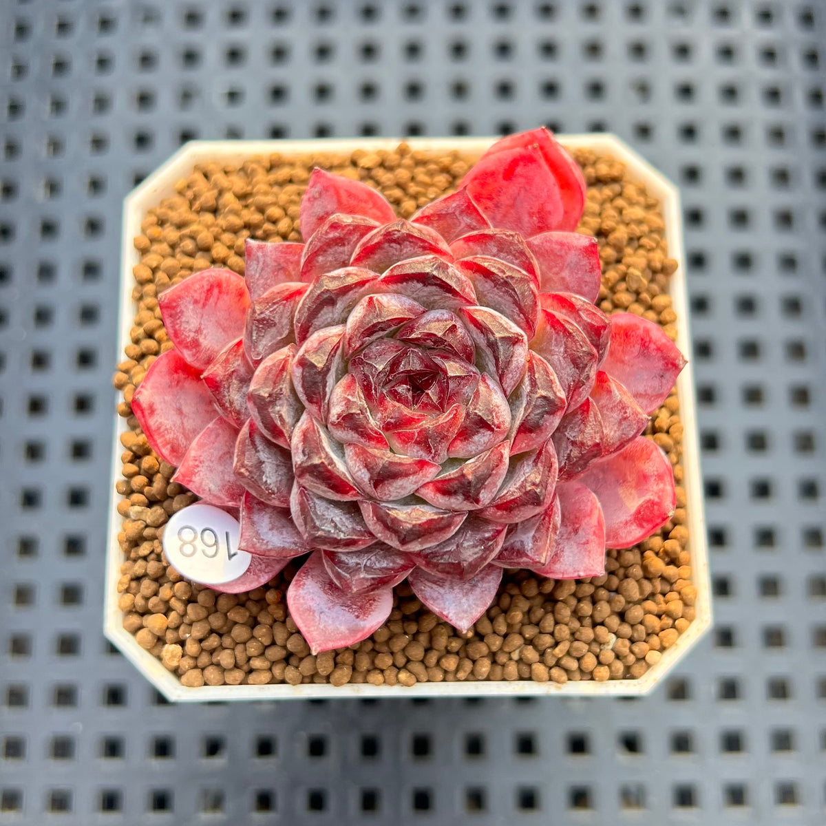 Echeveria 'Sunflower Treasure' 2" Succulent Plant Cutting