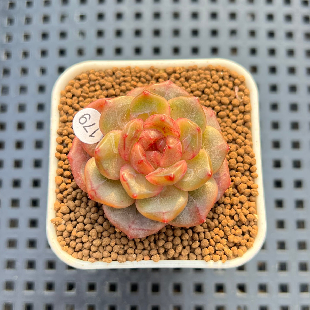Echeveria 'Annie Rain' 1" Succulent Plant Cutting