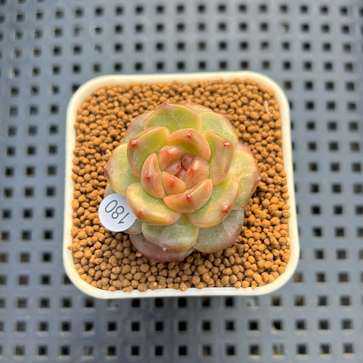 Echeveria 'Annie Rain' 1" Succulent Plant Cutting