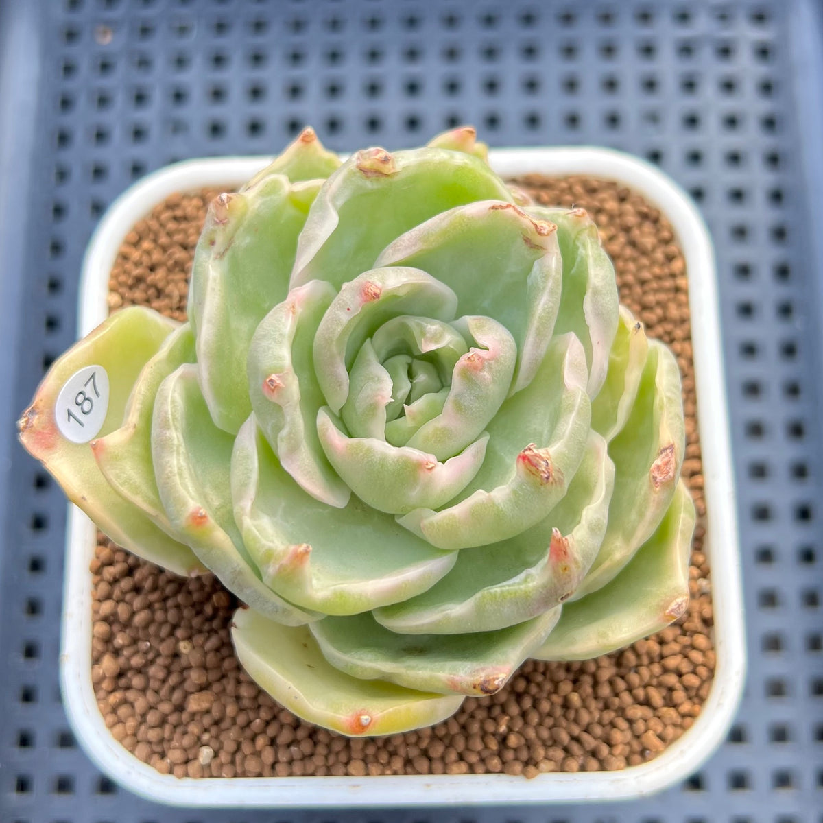 Echeveria 'Green Lake' Variegated 2" Succulent Plant Cutting