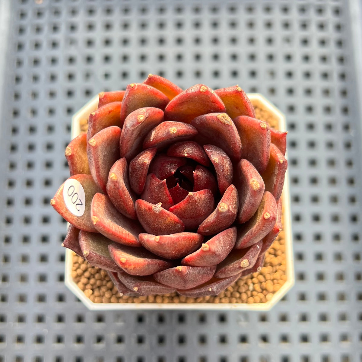 Echeveria 'Black Fox' 2"-3" Succulent Plant Cutting