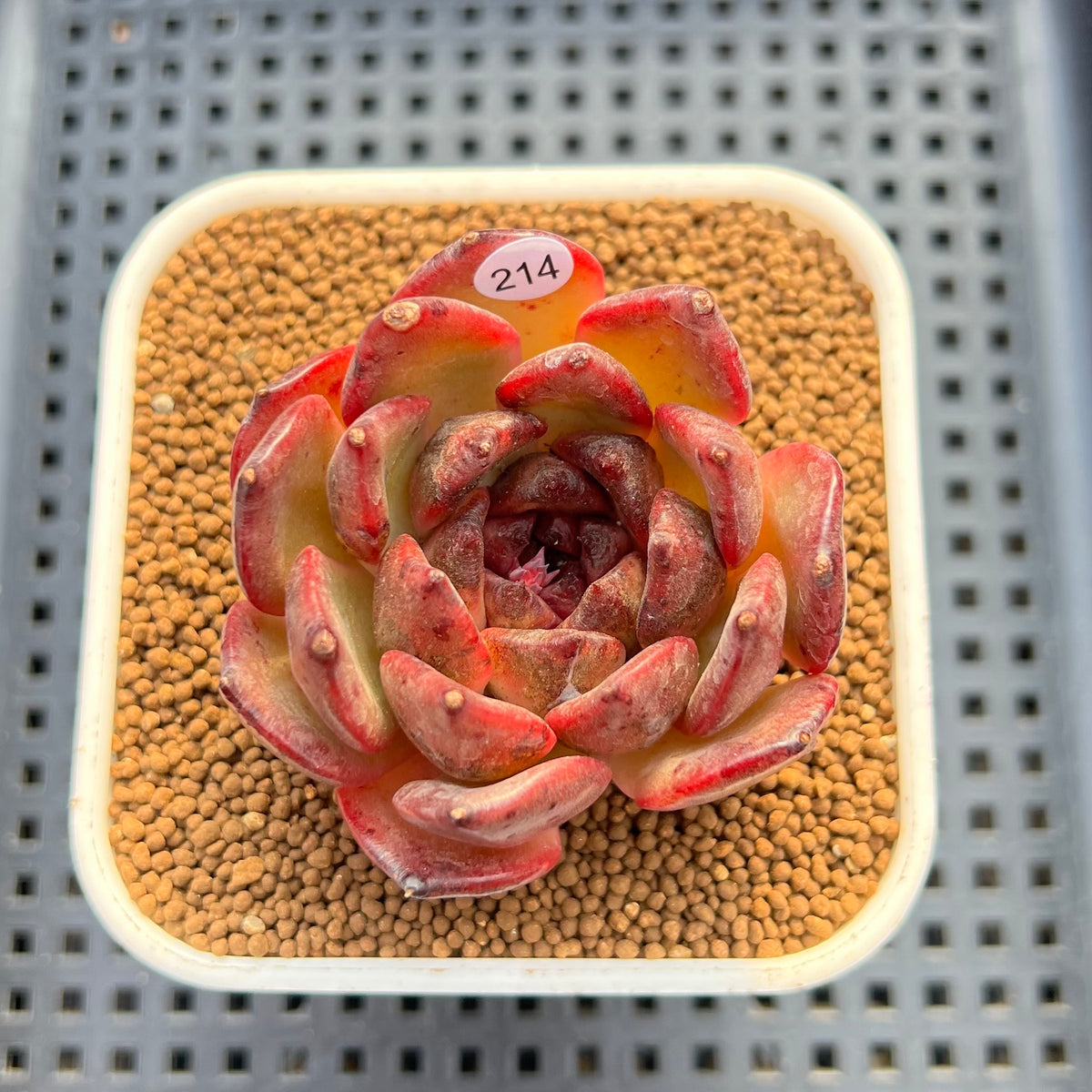 Echeveria 'Dark Pearl' 2"-3" Succulent Plant Cutting