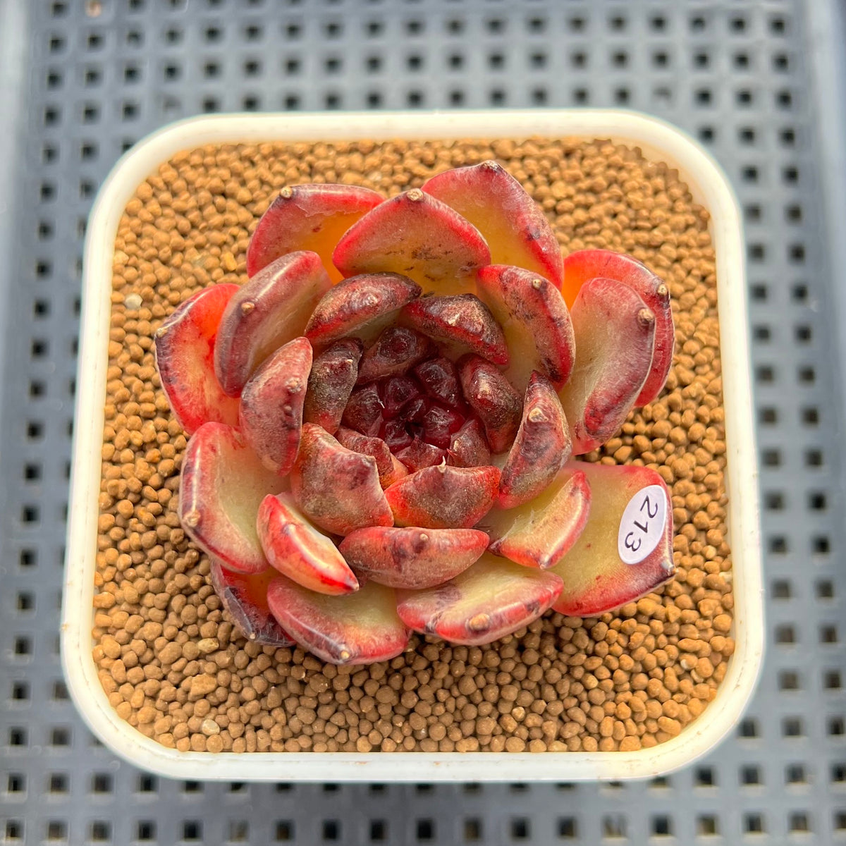 Echeveria 'Dark Pearl' 2"-3" Succulent Plant Cutting