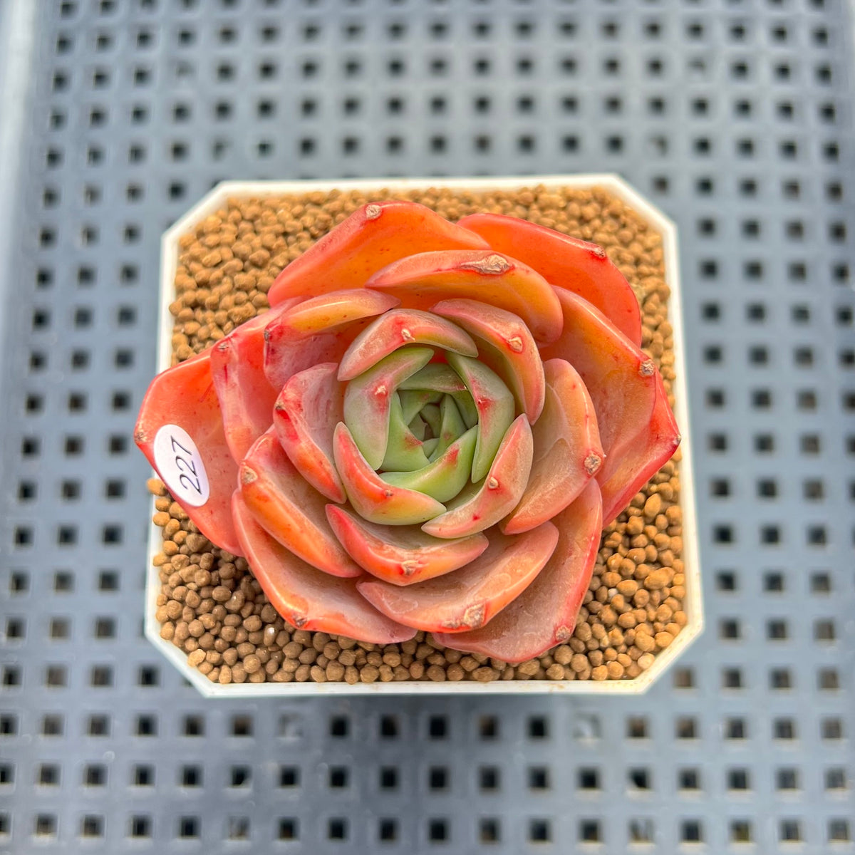 Echeveria 'Butterfly Puff' 2" Succulent Plant Cutting