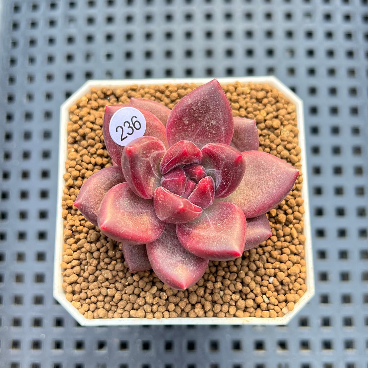 Pachyphytum 'Tivoli' 1" Succulent Plant Cutting