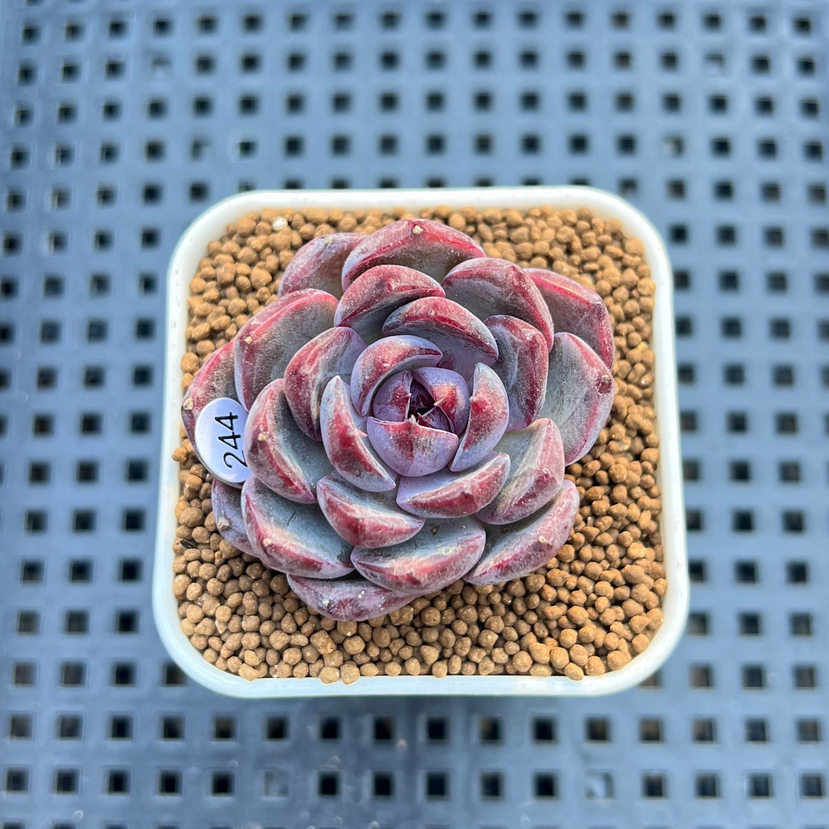 Echeveria 'Wild Strawberry' 2" Succulent Plant Cutting