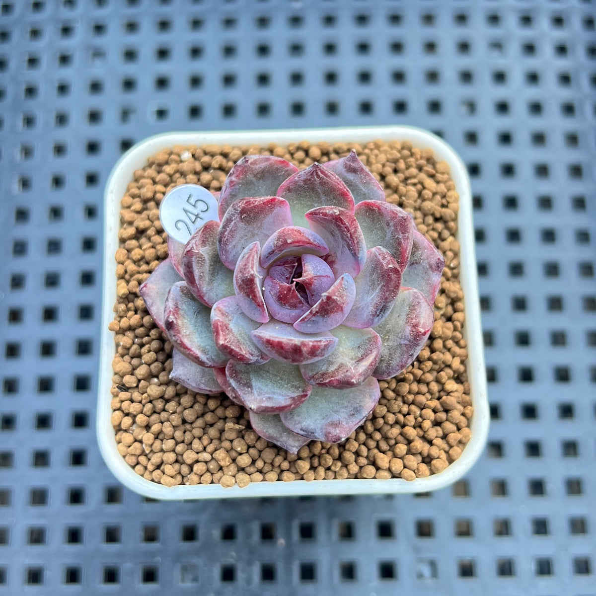 Echeveria 'Wild Strawberry' 2" Succulent Plant Cutting