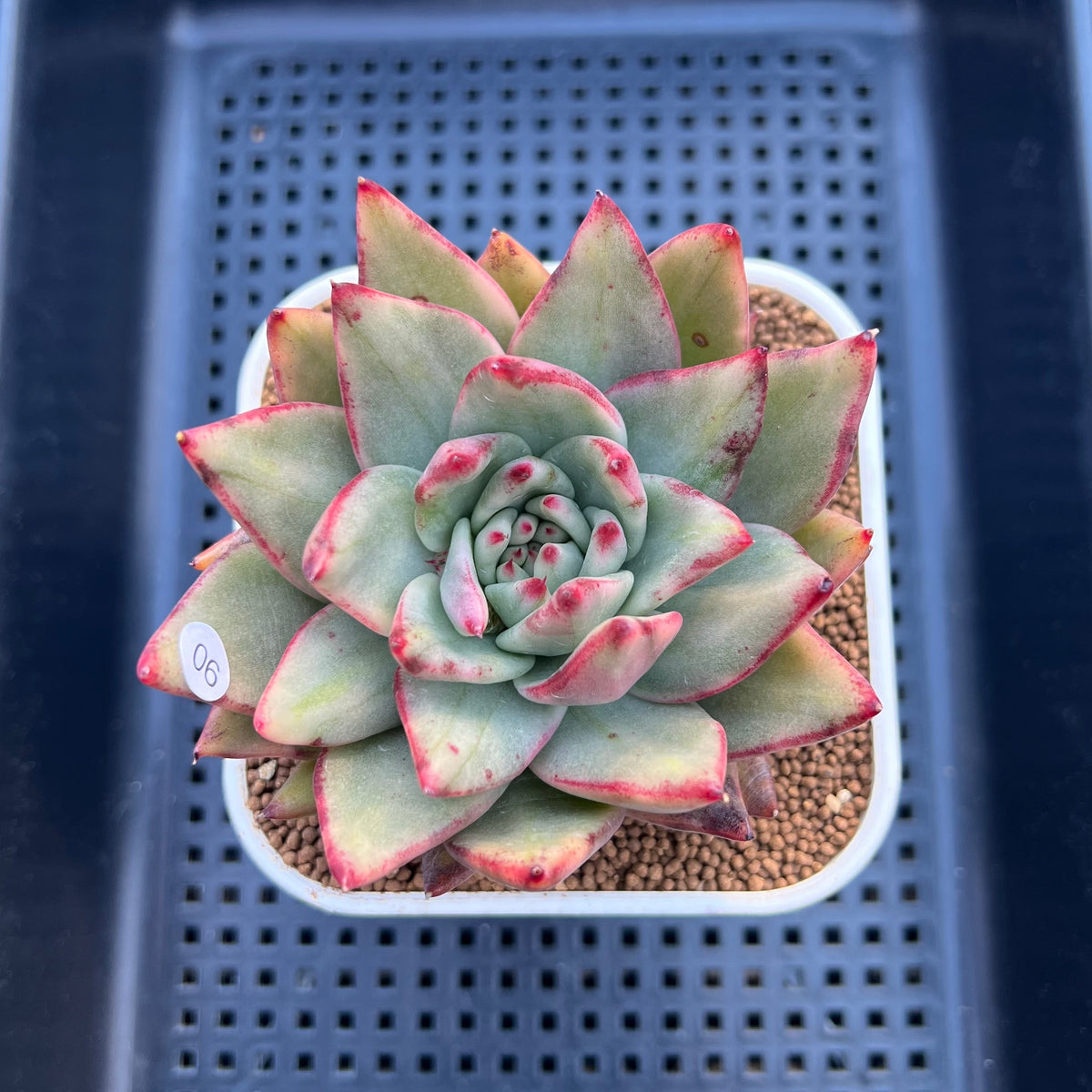 Echeveria Agavoides 'Maria' Variegated 4" Succulent Plant Cutting