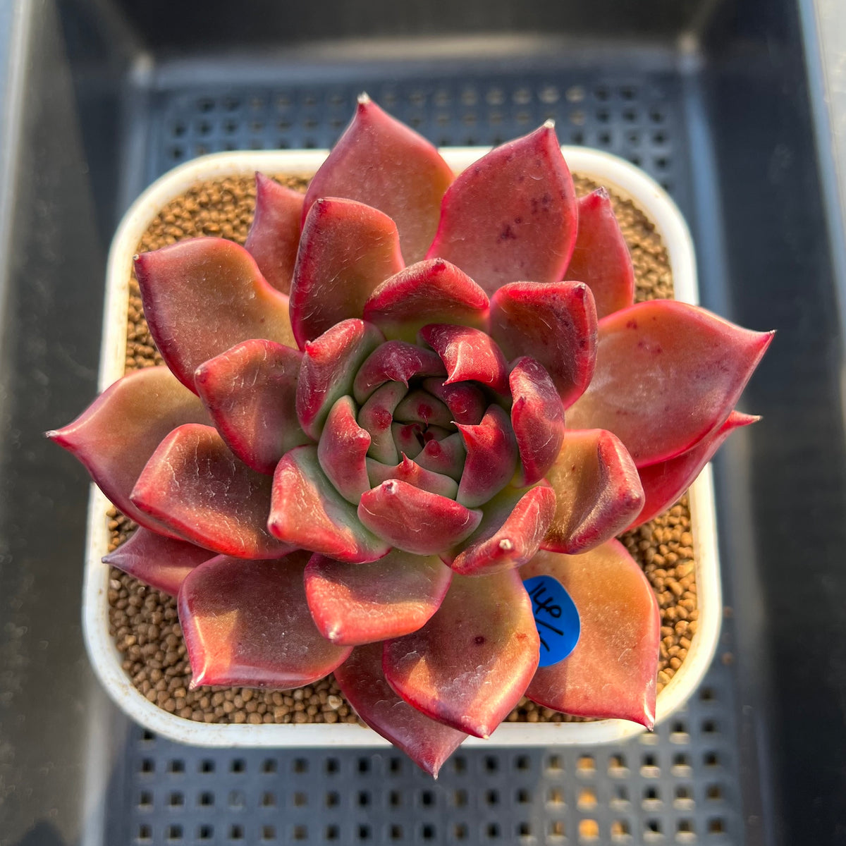 Echeveria Agavoides 'McRising' 4" Succulent Plant Cutting