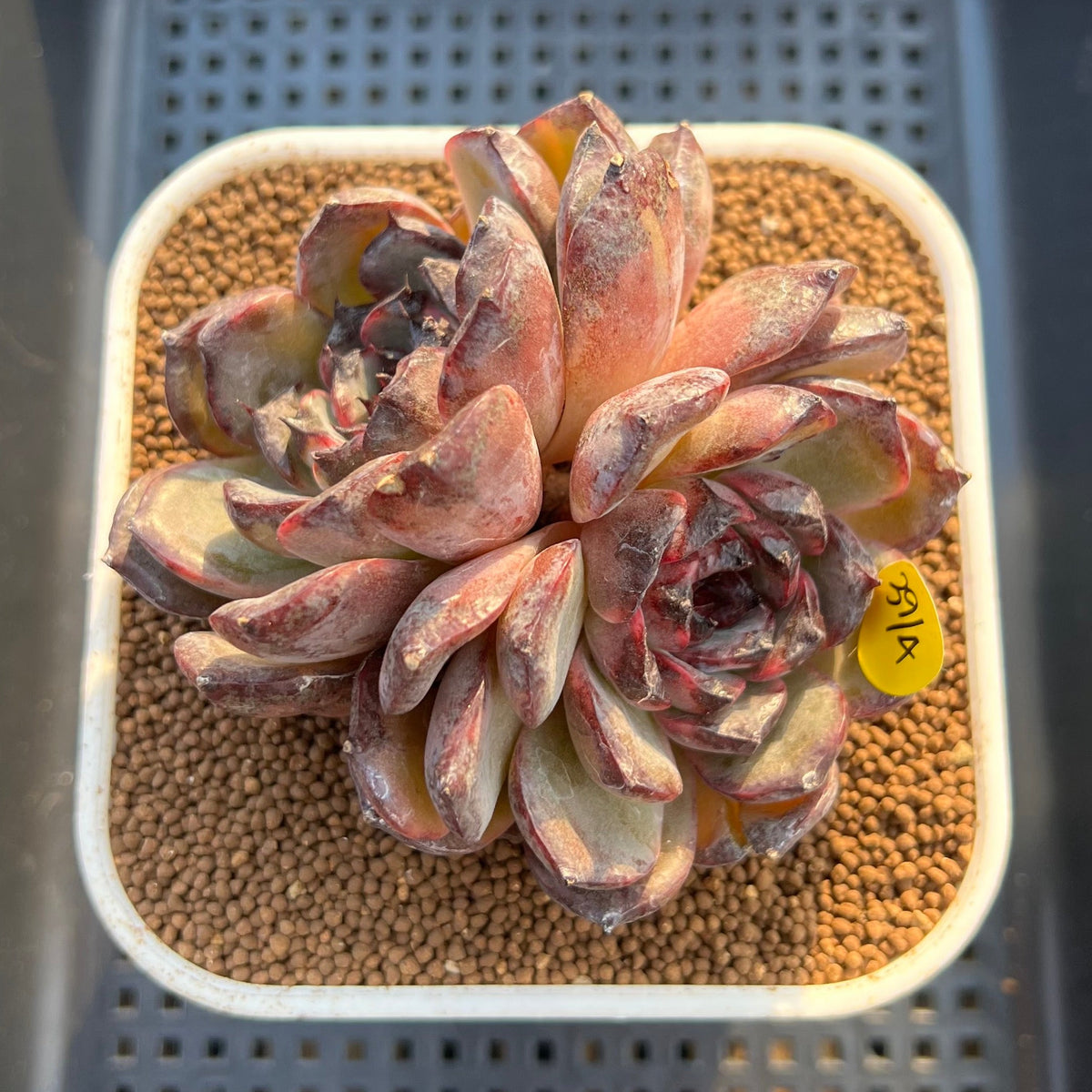 Echeveria 'Black Frost' 3" New Hybrid Succulent Plant Cutting