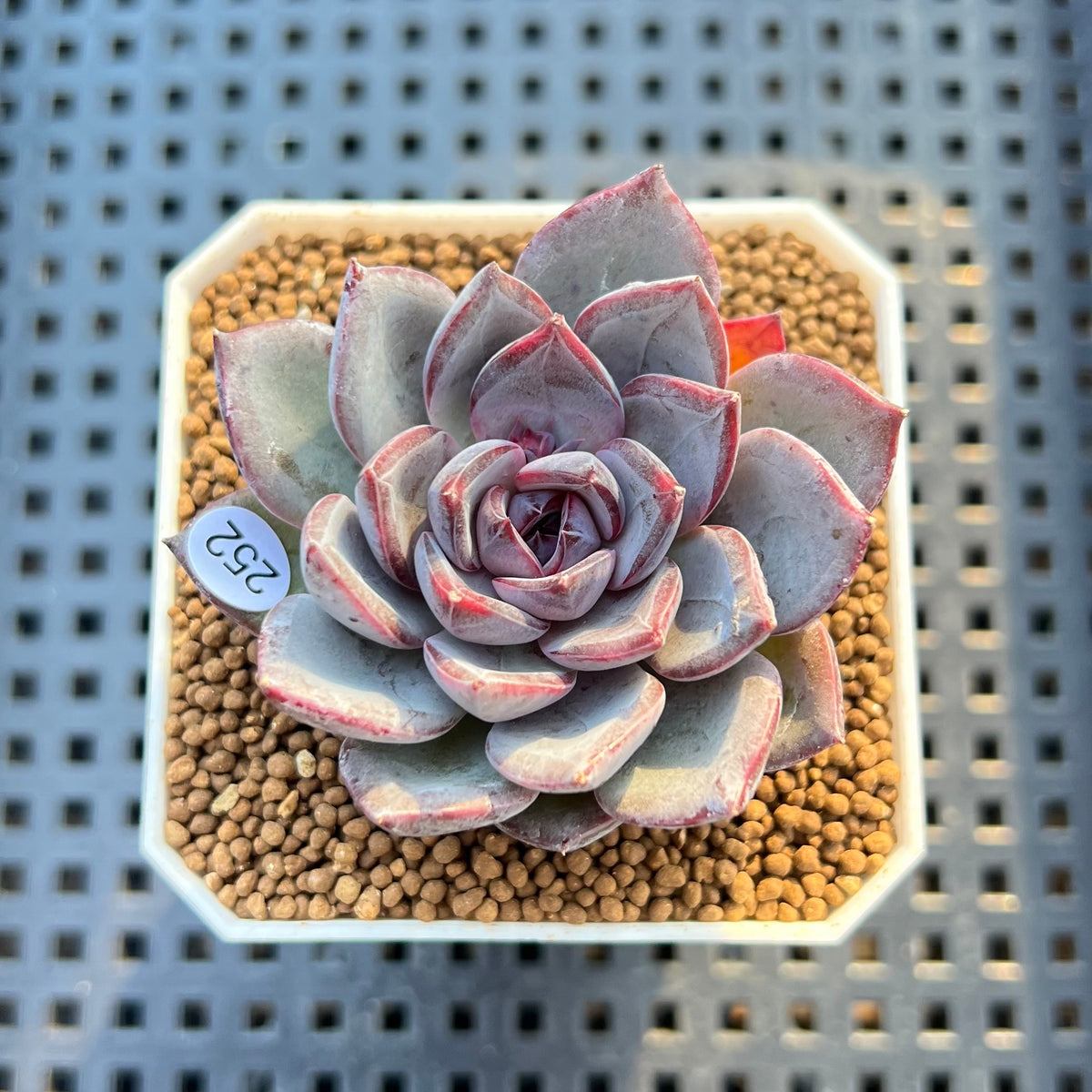 Echeveria 'Black Raccoon' 2" Succulent Plant Cutting