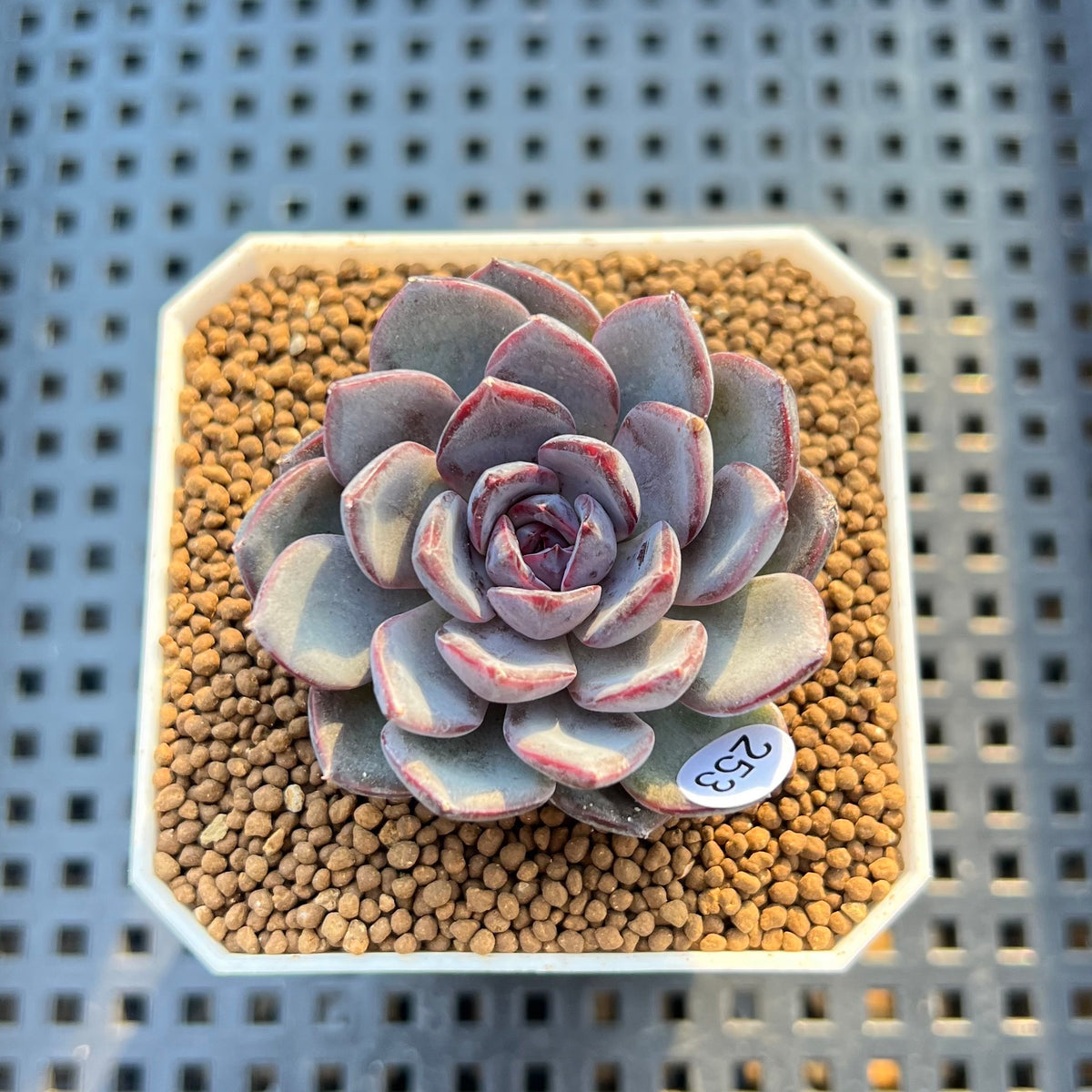 Echeveria 'Black Raccoon' 2" Succulent Plant Cutting