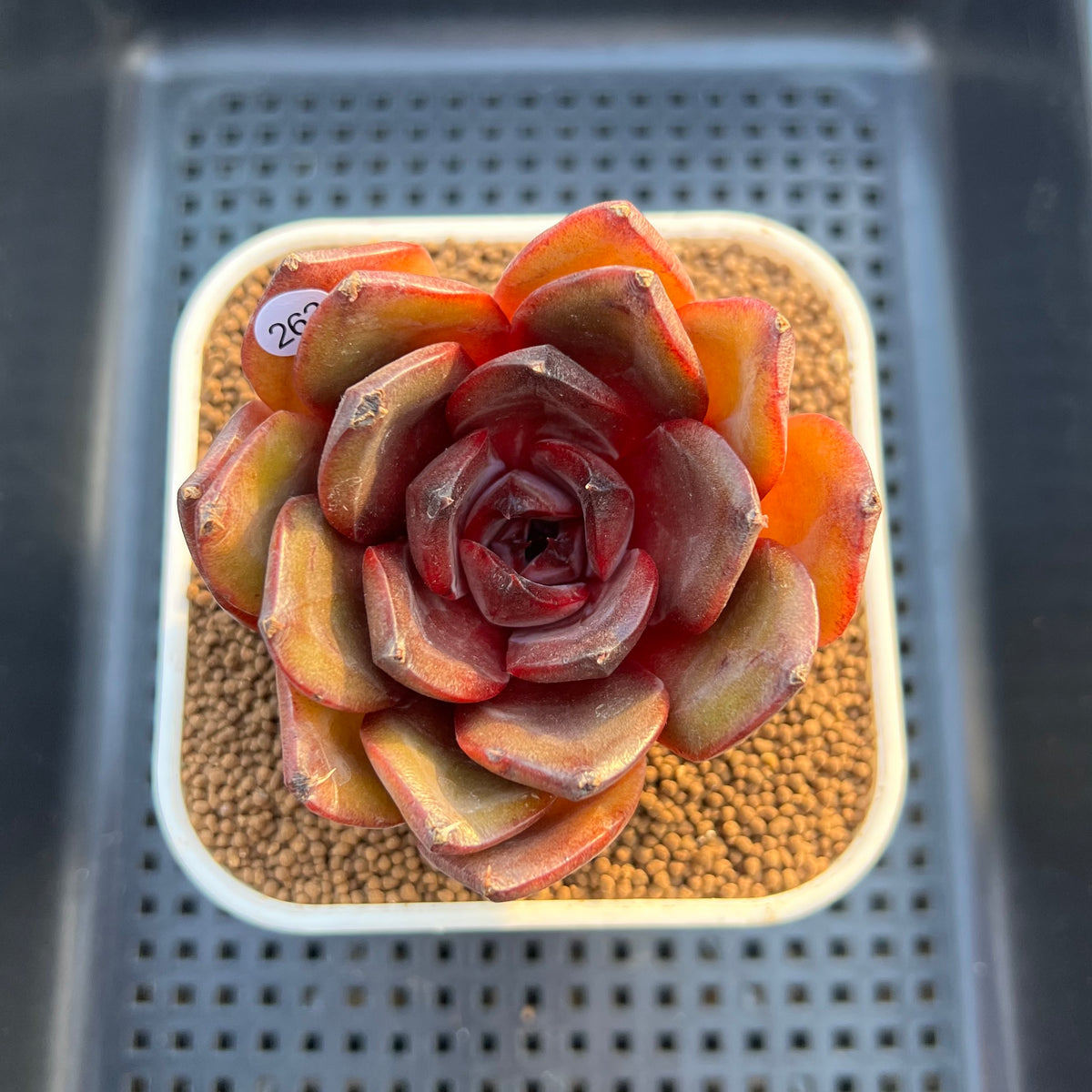 Echeveria 'Prince Starry Night' 3" Succulent Plant Cutting