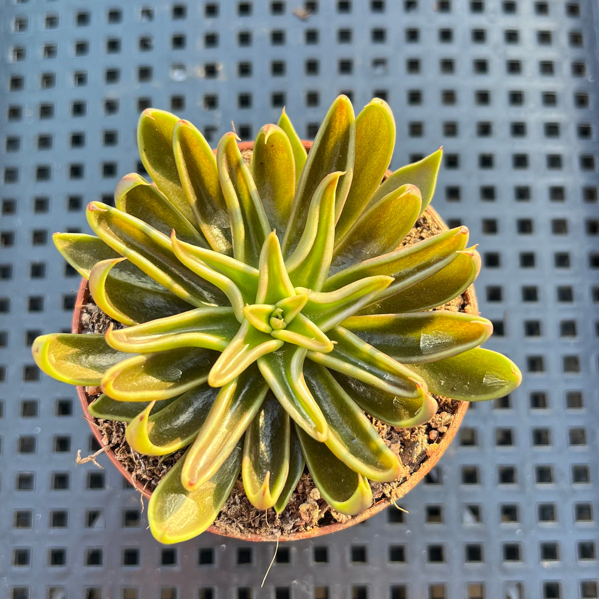 Echeveria Lutea 2"-3" (100% Grown In House) Succulent Plant