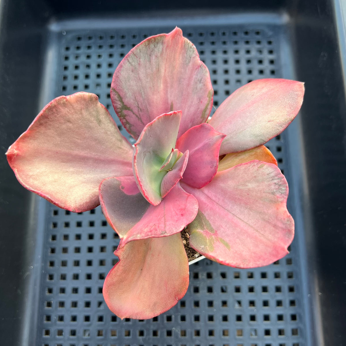Echeveria 'Suyon' Variegated 3" Succulent Plant