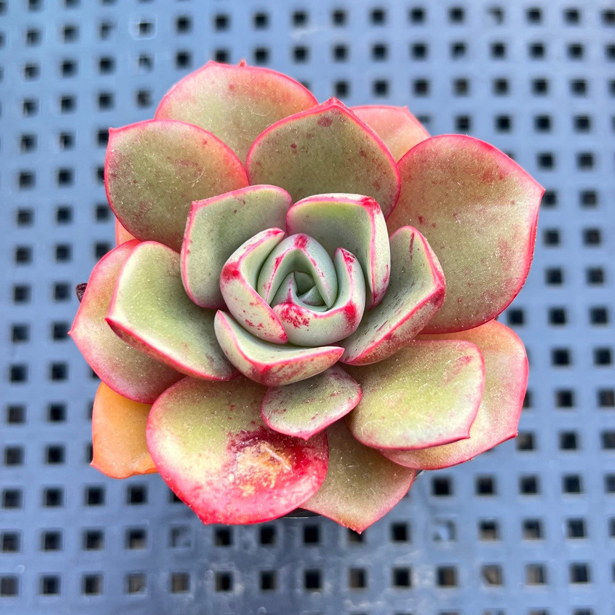 Echeveria 'Salu' 2" Succulent Plant