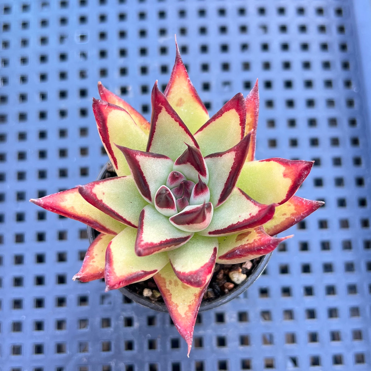 Echeveria Agavoides 'Rosia' 2" Succulent Plant