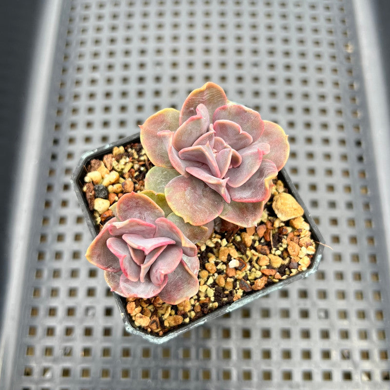 succulent butterfly plant Echeveria 'Butterfly' 2" Cluster Succulent Plant