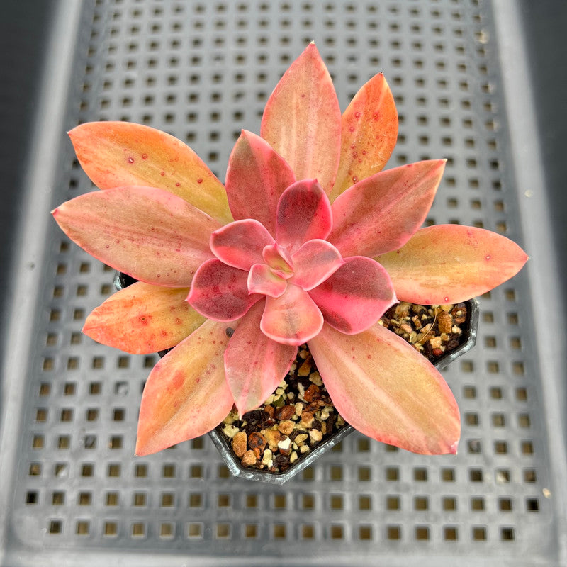 variegated succulent with red flower Echeveria 'Hanaikada' Variegated 3" Succulent Plant
