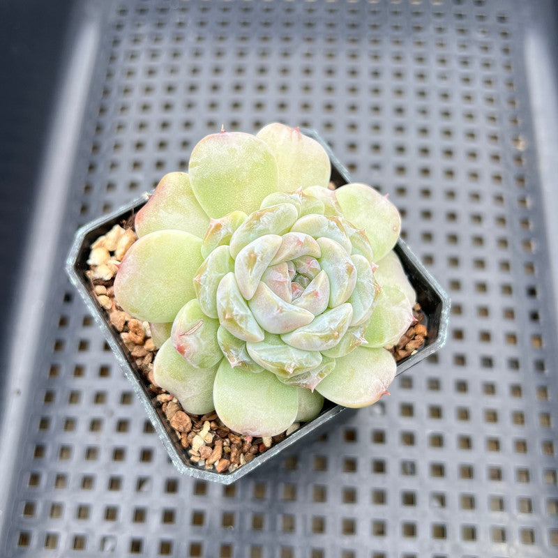 iceberg plant succulent Echeveria 'Ice Soul' 2" Jelly Type Succulent Plant – True Succulents Plant  Co