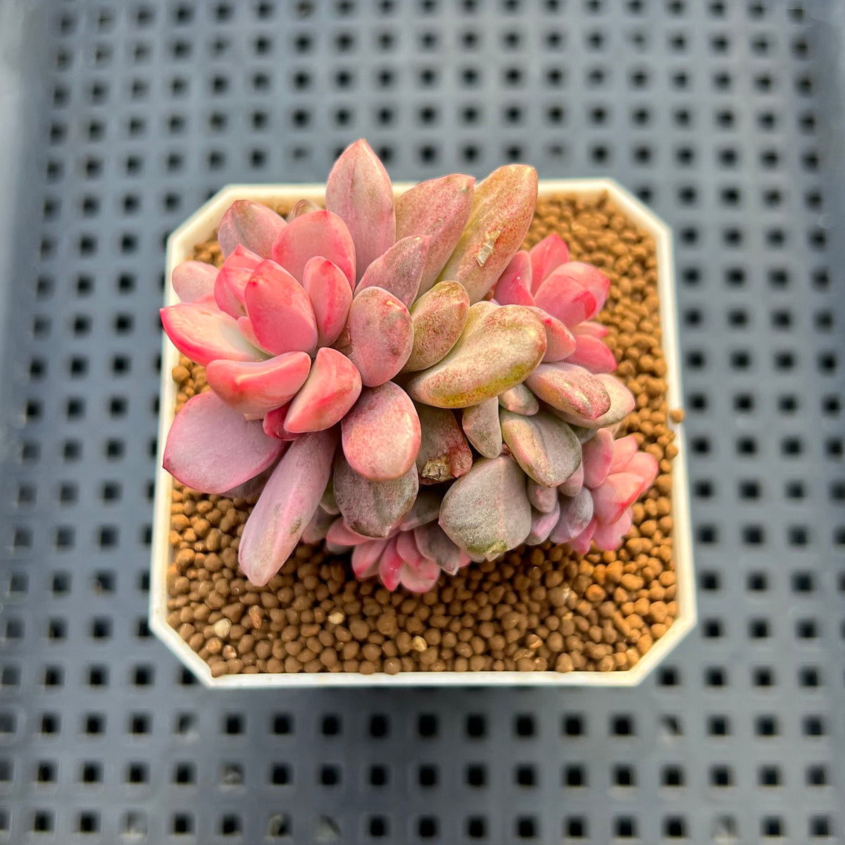 Echeveria 'Rezry' Variegated 2" Succulent Plant Cutting