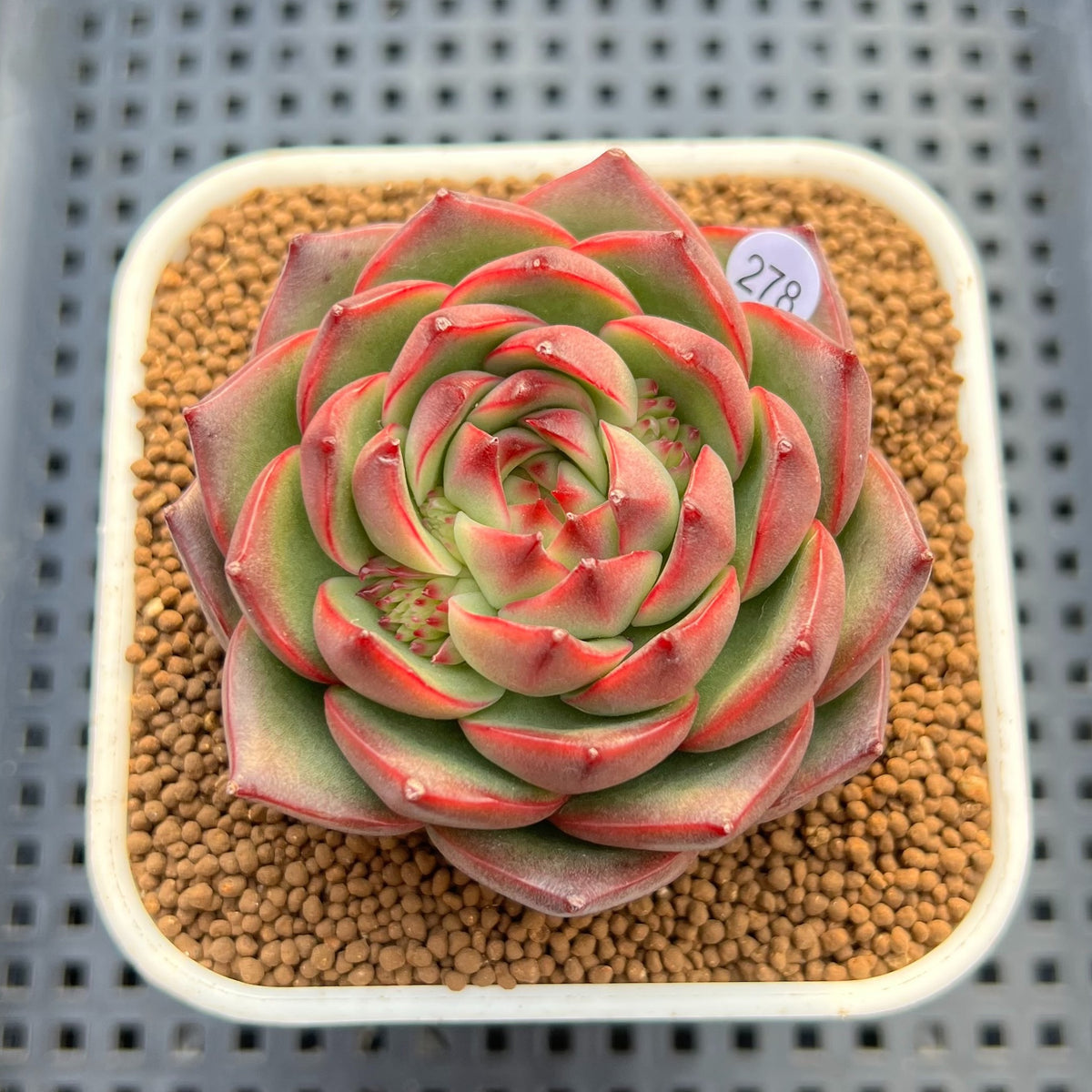 Echeveria 'Charleston' 2"-3" Succulent Plant Cutting