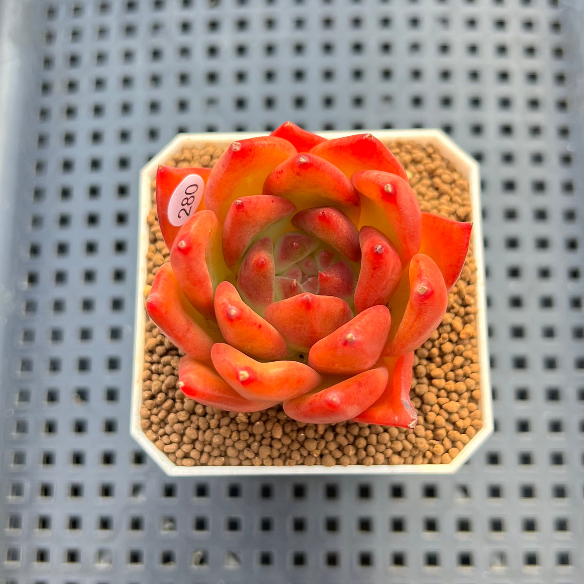 Echeveria Agavoides 'Estelle' 2" Succulent Plant Cutting