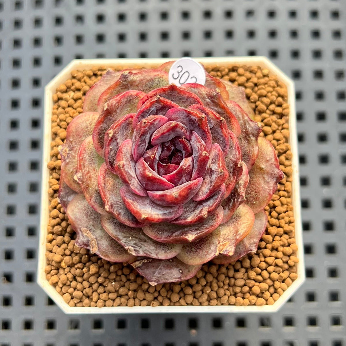 Echeveria 'Black Coco' 2" Succulent Plant Cutting