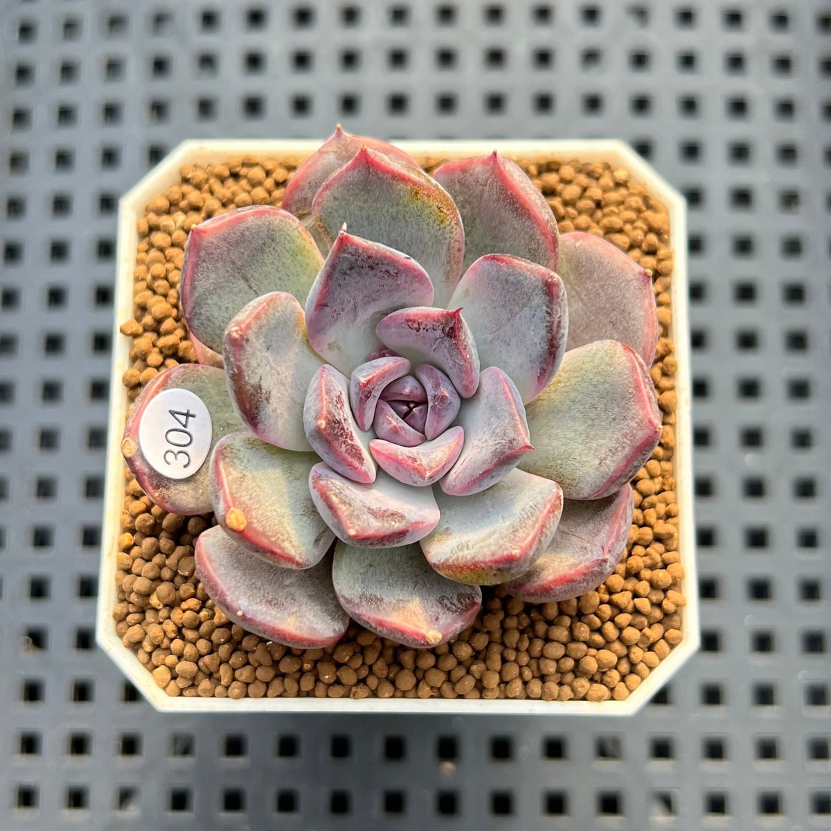 Echeveria 'Black Orchid' 2" New Hybrid Succulent Plant Cutting
