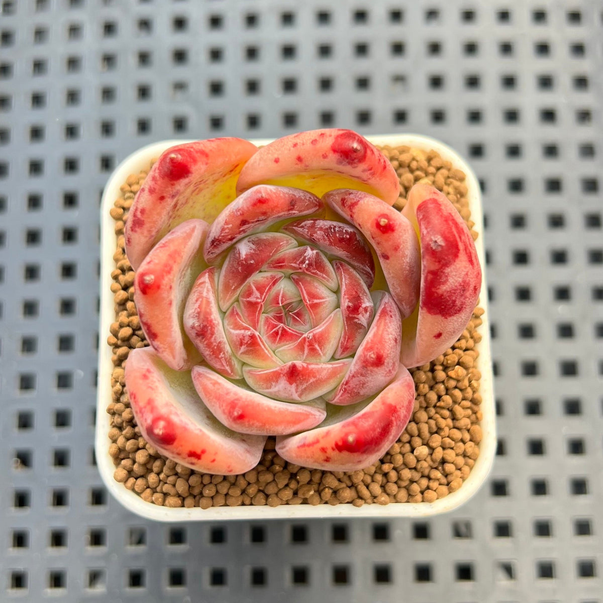 Echeveria 'Ratam' 2" Succulent Plant Cutting