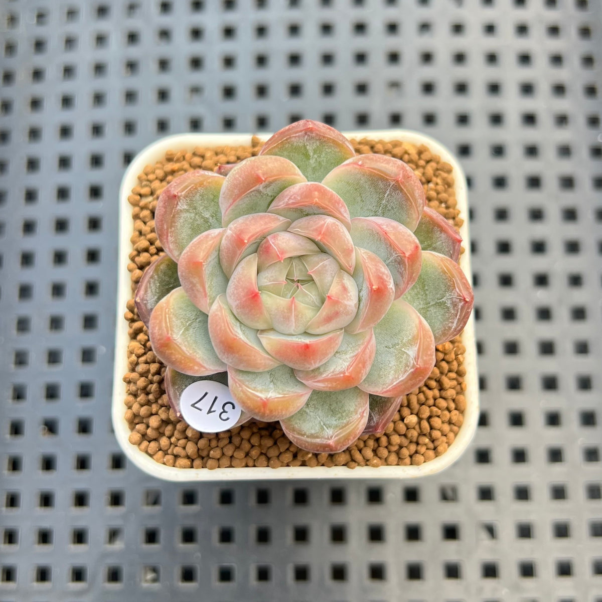 Echeveria 'Red Belly' 2" New Hybrid Succulent Plant Cutting